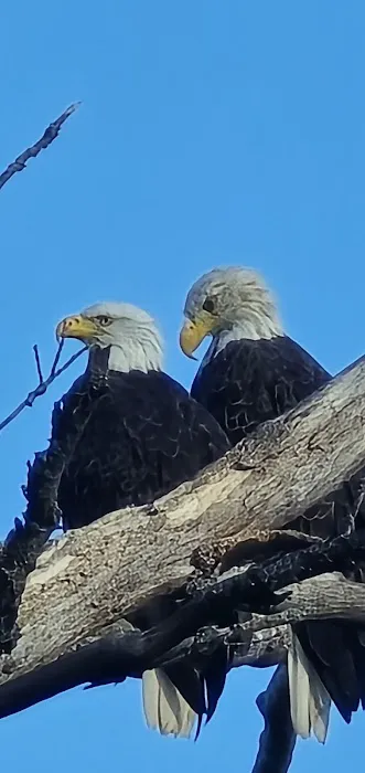 Alcona Park Campground (west side) Picture 3