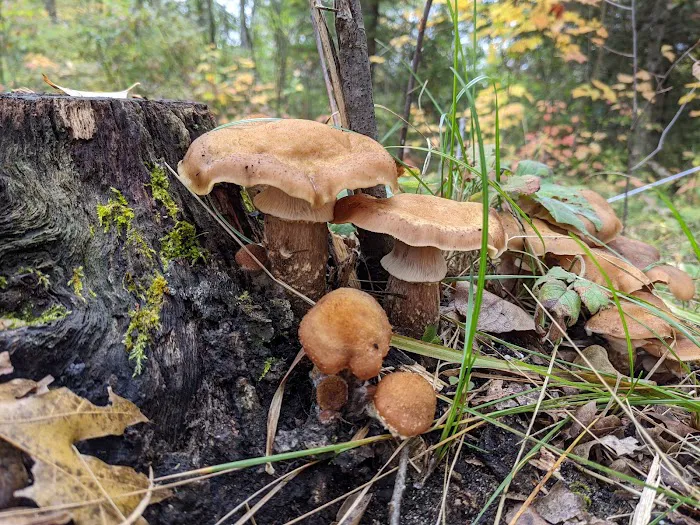 Gabions Campground and Day Use Picture 7
