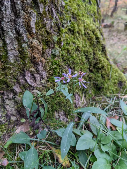 Gabions Campground and Day Use Picture 10