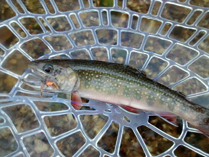 Hopkins Creek Trail Campground Picture 2