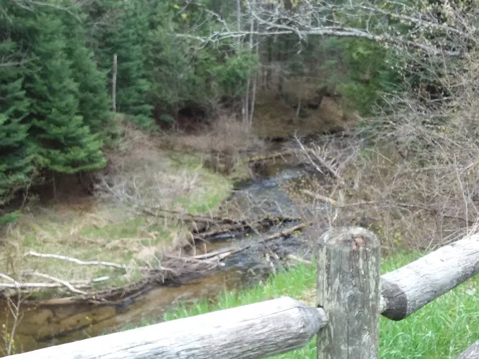 Hopkins Creek Trail Campground Picture 8