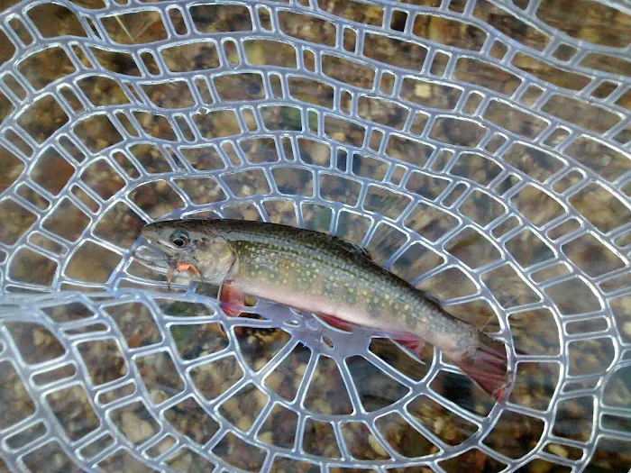 Hopkins Creek Trail Campground Picture 9