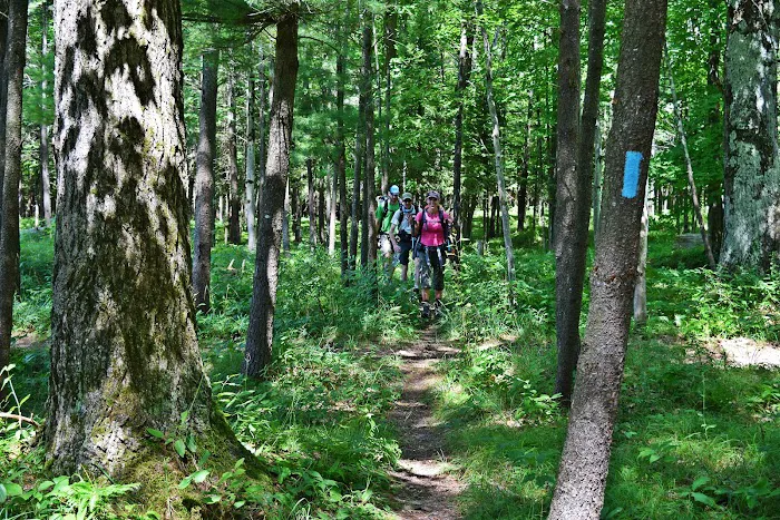 Old US 131 State Forest Campground Picture 4