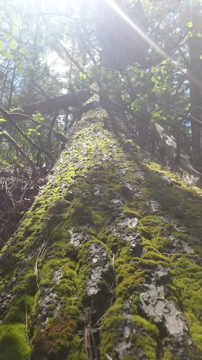 Old US 131 State Forest Campground Picture 6