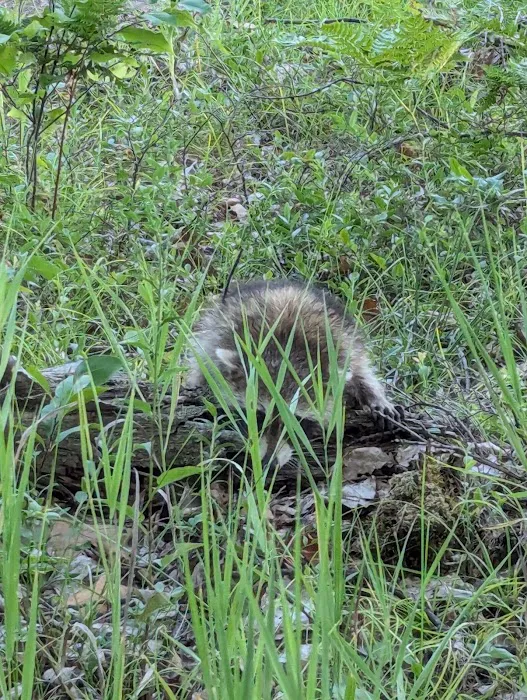 Forks State Forest Campground Picture 4