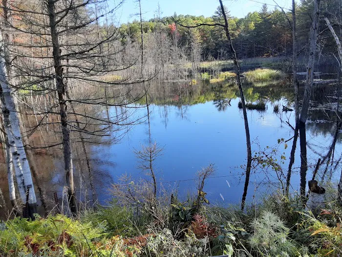 Forks State Forest Campground Picture 10