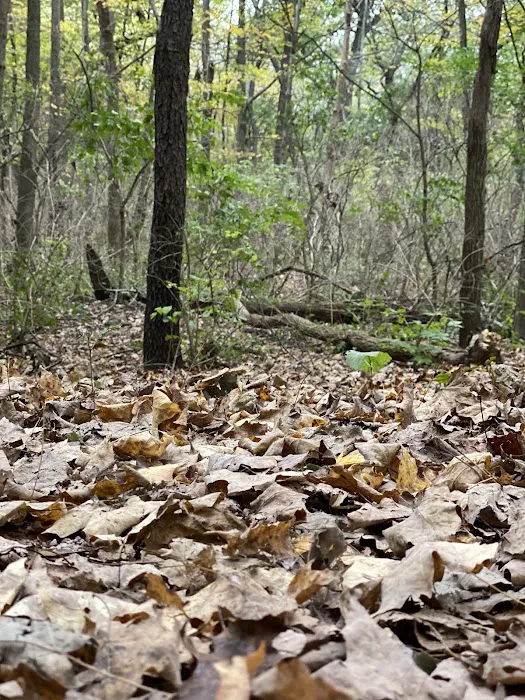 Waterfall Glen Youth Campground Picture 9