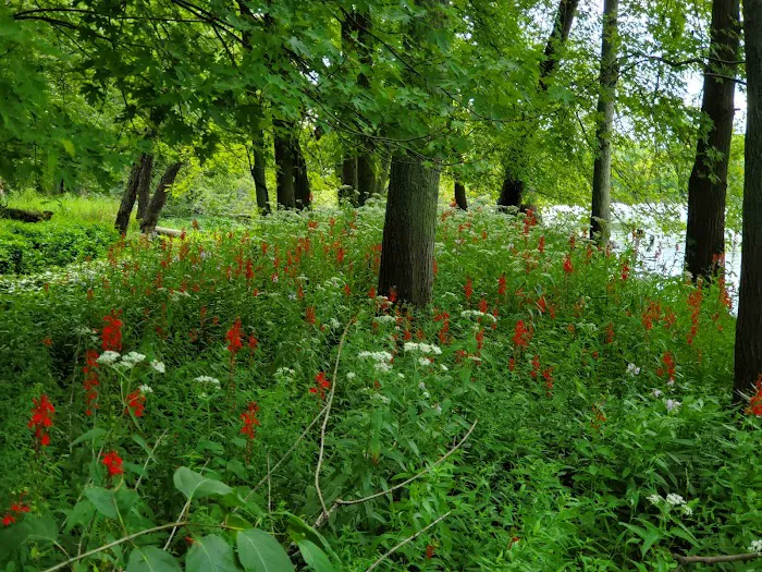 Lake Alexander Campground Picture 6