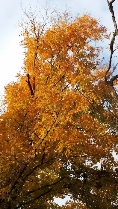 Camp Ground Road Woods Picture 9