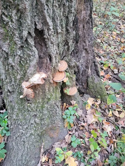 Camp Ground Road Woods Picture 10