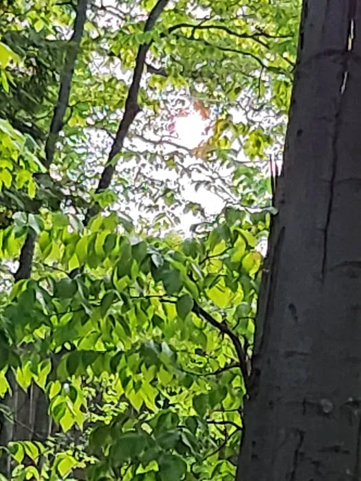 Mason County Campground Picture 8