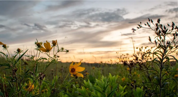 Champaign County Forest Preserve District Picture 3