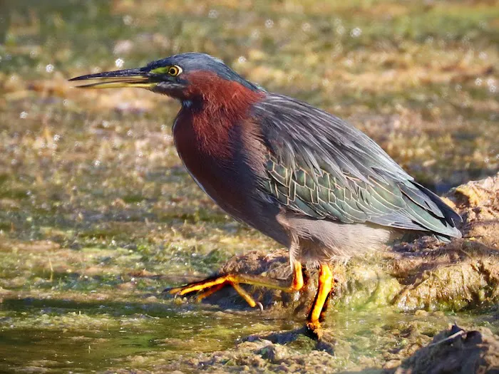Champaign County Forest Preserve District Picture 9