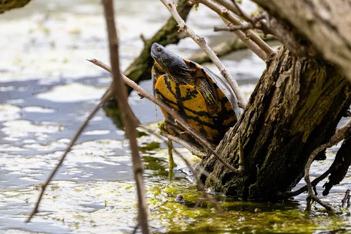Champaign County Forest Preserve District Picture 8