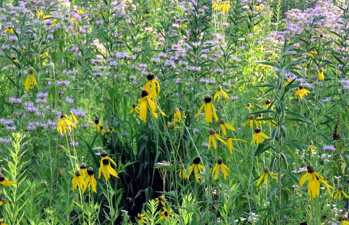 Champaign County Forest Preserve District Picture 7