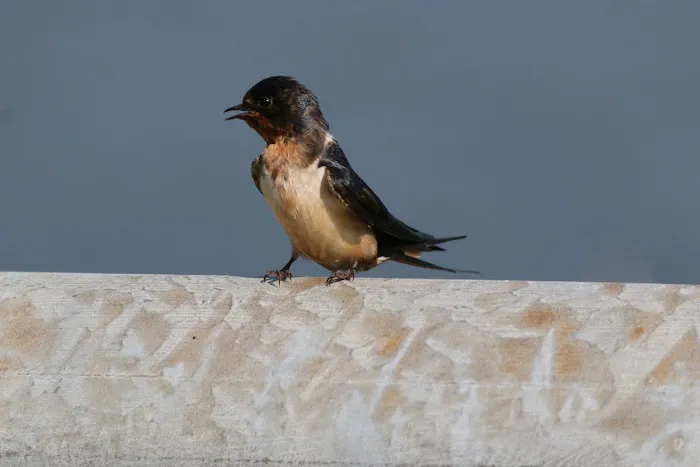 Champaign County Forest Preserve District Picture 10