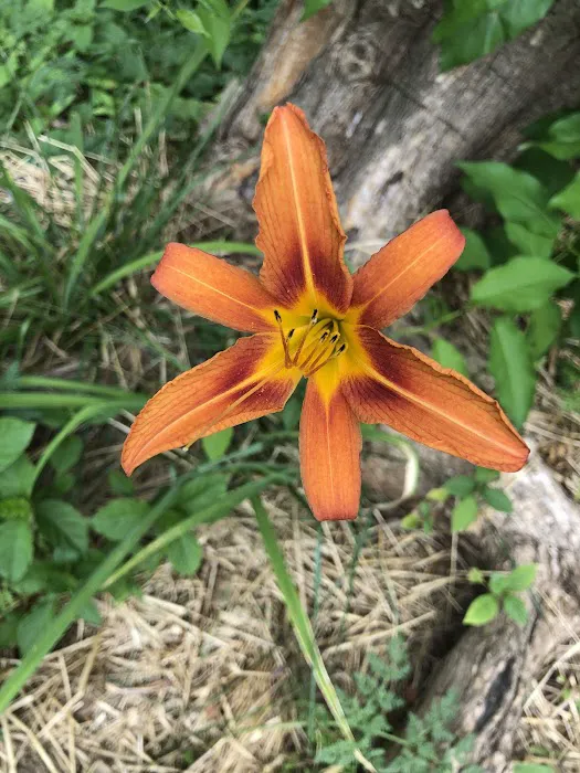 Country Court Campground Picture 3