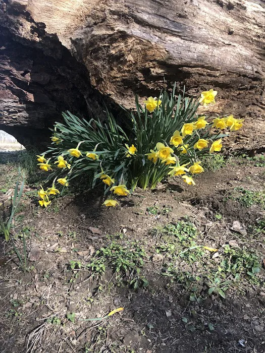 Country Court Campground Picture 7