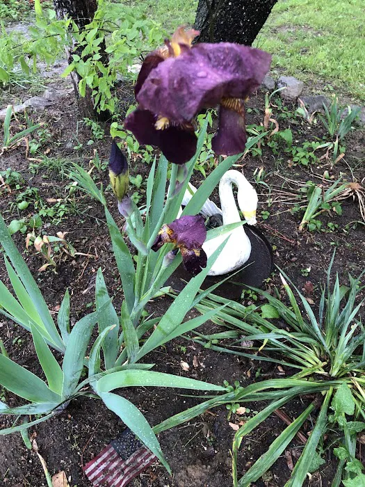 Country Court Campground Picture 9