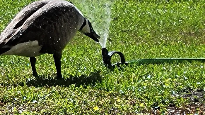 Hardeeville RV- Thomas Parks and Sites Picture 10