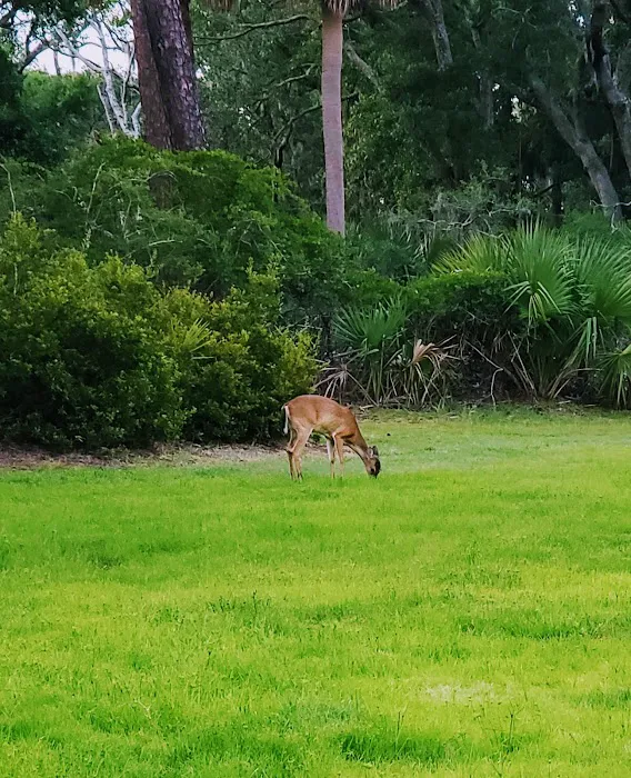 Hunting Island State Park Campground Picture 9