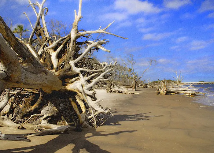 Hunting Island State Park Campground Picture 7