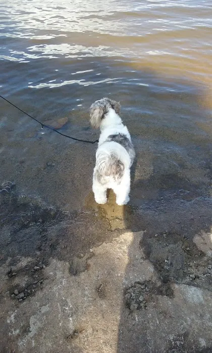 Big Hart Campground Picture 7