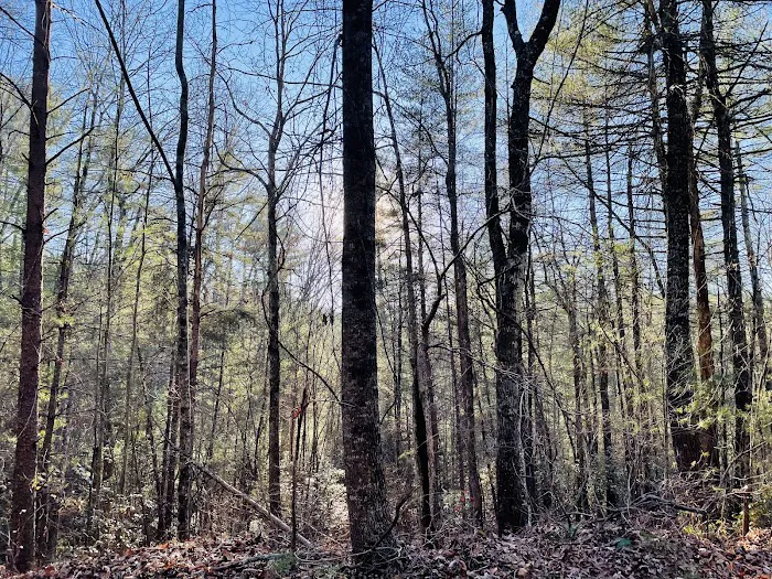 Wildcat Campground Picture 4