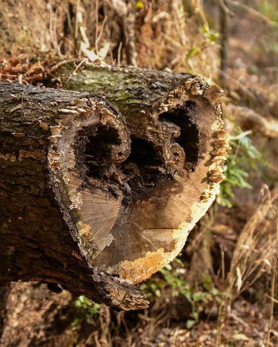 Wildcat Campground Picture 9