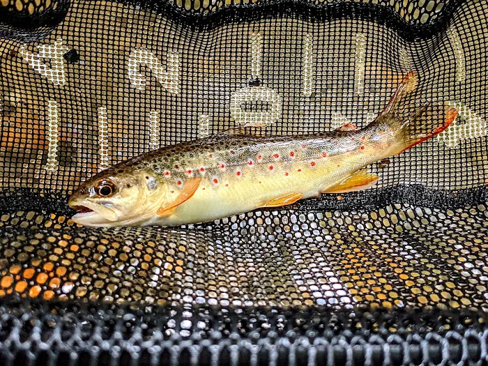 Jones Creek Campground Picture 7