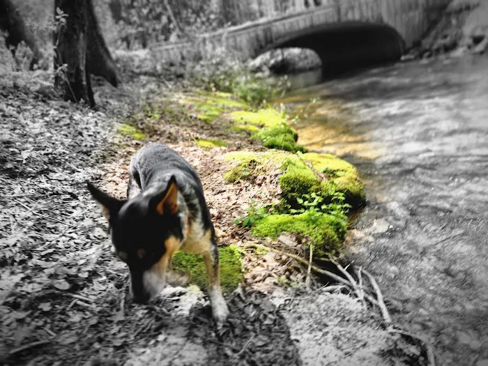 Jones Creek Campground Picture 9