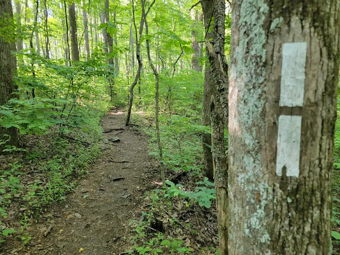 Springer Mountain Shelter Picture 1