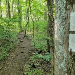 Springer Mountain Shelter