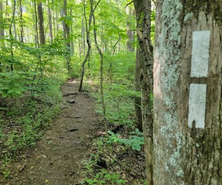 Springer Mountain Shelter