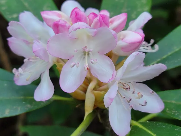 Springer Mountain Shelter Picture 9