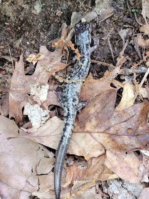 Springer Mountain Shelter Picture 10