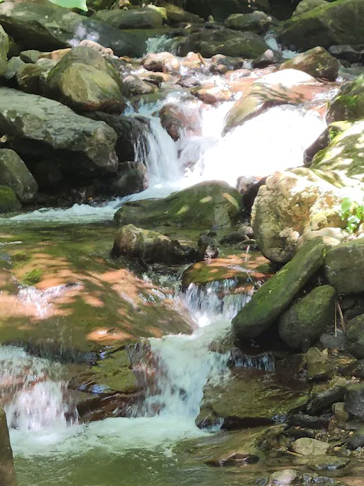 Amicalola Falls Campground Picture 8