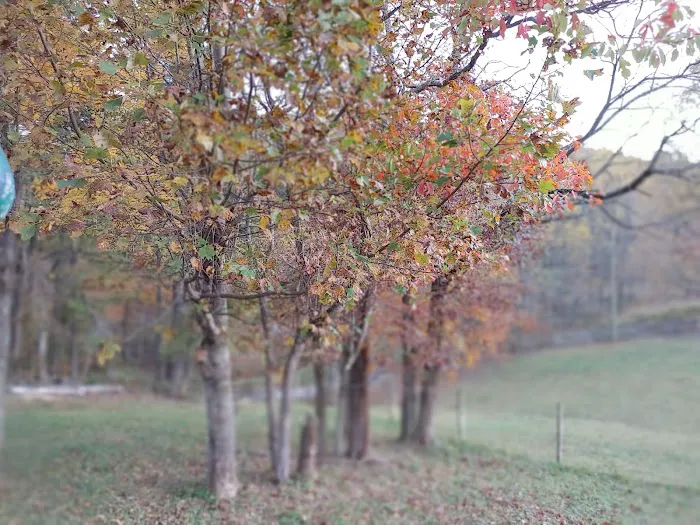 Suches Wilderness Ranch Picture 5