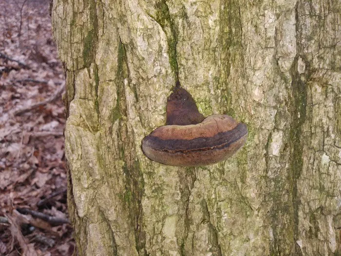 Woods Hole Shelter Picture 8