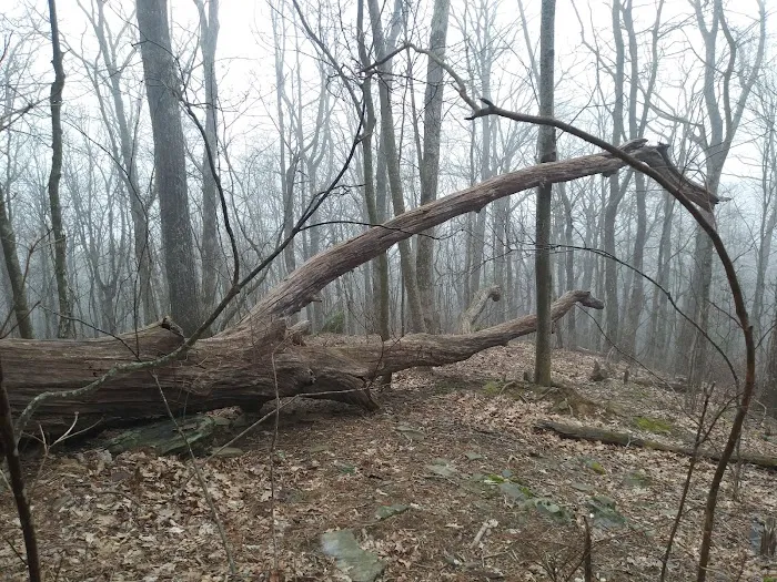 Woods Hole Shelter Picture 10