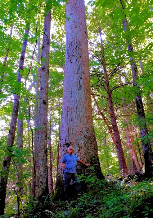 Cooper Creek USFS Campground & Recreation Area Picture 9
