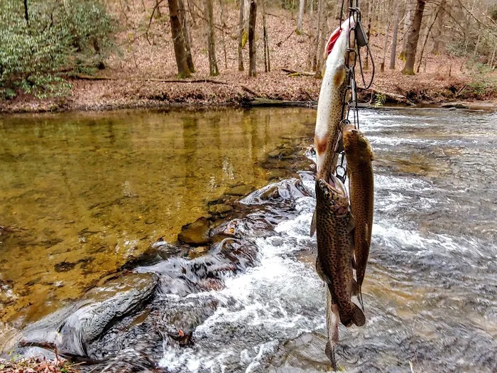 Cooper Creek USFS Campground & Recreation Area Picture 7