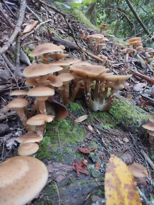 Cooper Creek USFS Campground & Recreation Area Picture 8