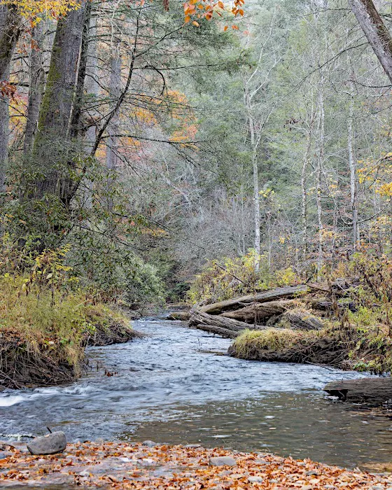 Cooper Creek Recreation Area Picture 2