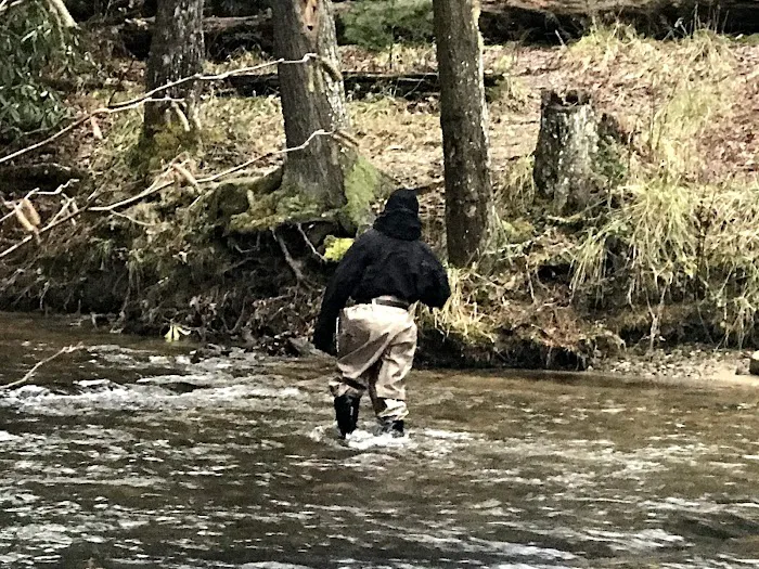 Cooper Creek Recreation Area Picture 3