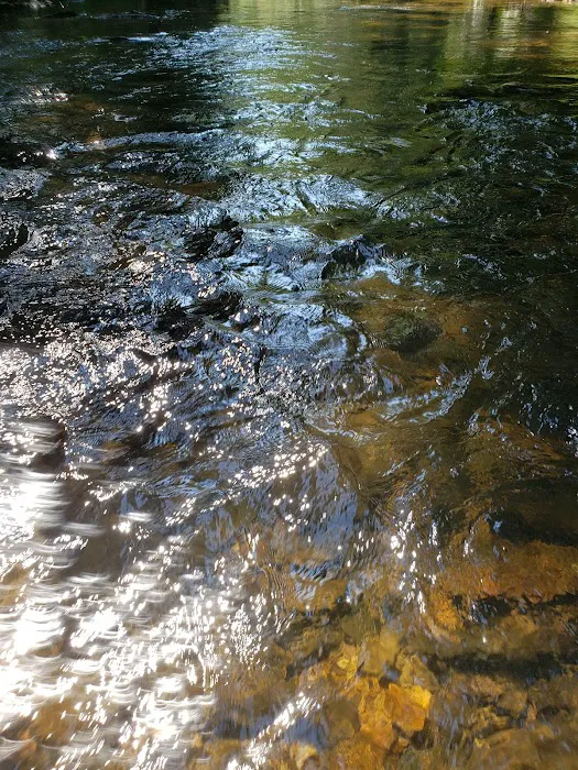 Cooper Creek Recreation Area Picture 4