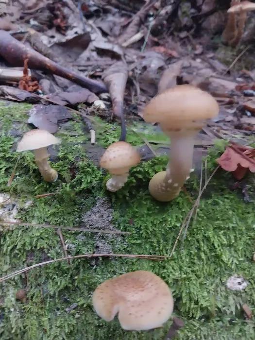 Cooper Creek Recreation Area Picture 10