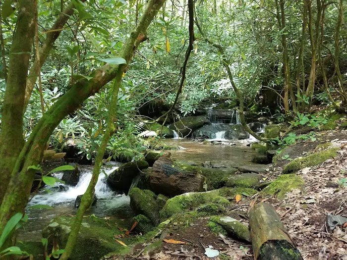 Horse Cove Campground, Cheoah Ranger District, Nantahala National Forest Picture 5