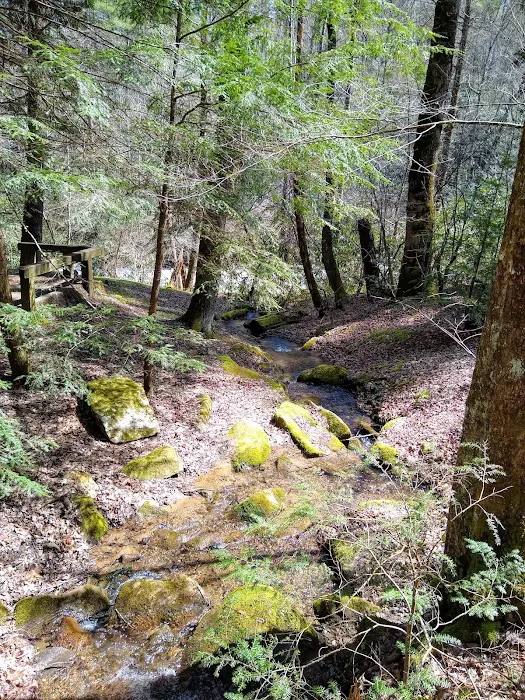 Horse Cove Campground, Cheoah Ranger District, Nantahala National Forest Picture 9