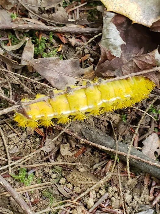 Horse Cove Campground, Cheoah Ranger District, Nantahala National Forest Picture 8